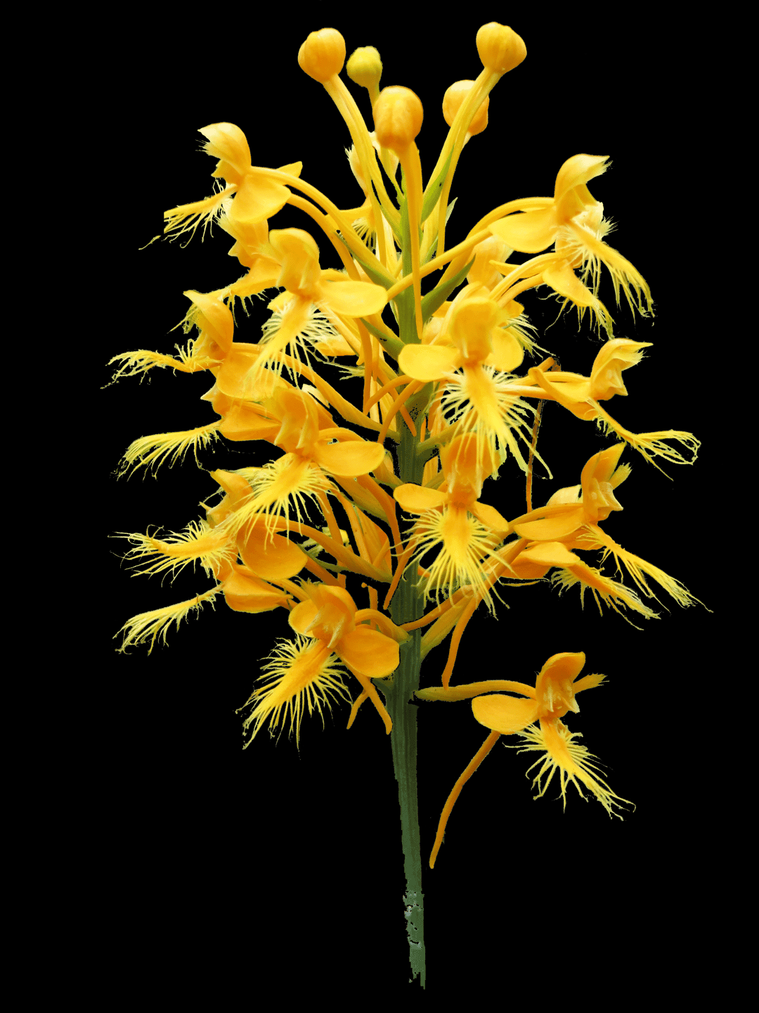 Yellow fringed orchids with delicate petals bloom on a green stem against a solid black background.