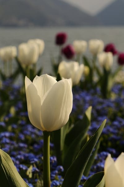 White tulip with soft petals rises above blue wildflowers against a blurred landscape of water and green hills.