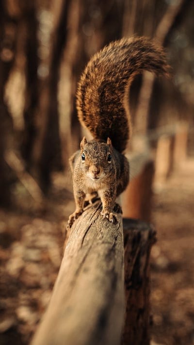 squirrel, animal, nature, cute, wild, bushy tail, furry, park, woodland, curious, alert, wildlife, brown, outdoors, charming, inquisitive, forest, mammal, small, adorable