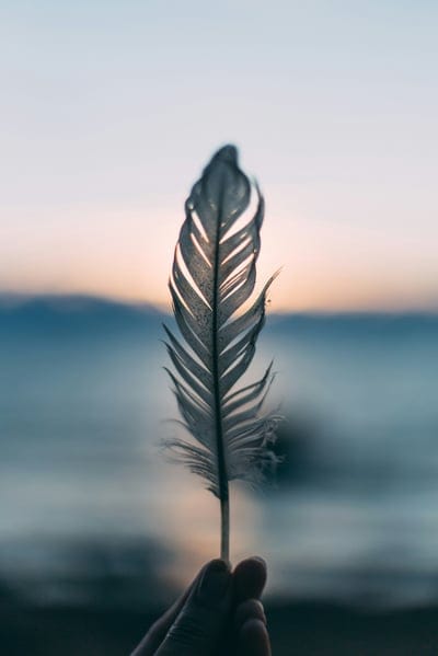 Feathers,Feathers wallpaper,birds wallpaper,birds,Feathers background
