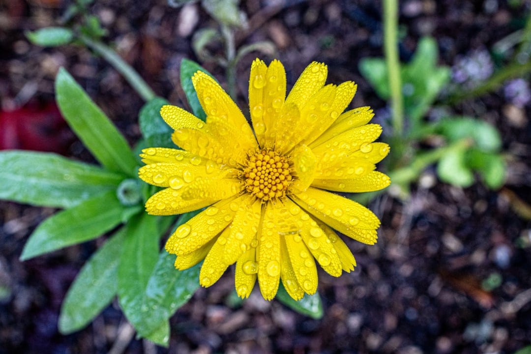 Yellow daisy petals with sparkling water droplets and a dark brown center surrounded by lush green foliage.