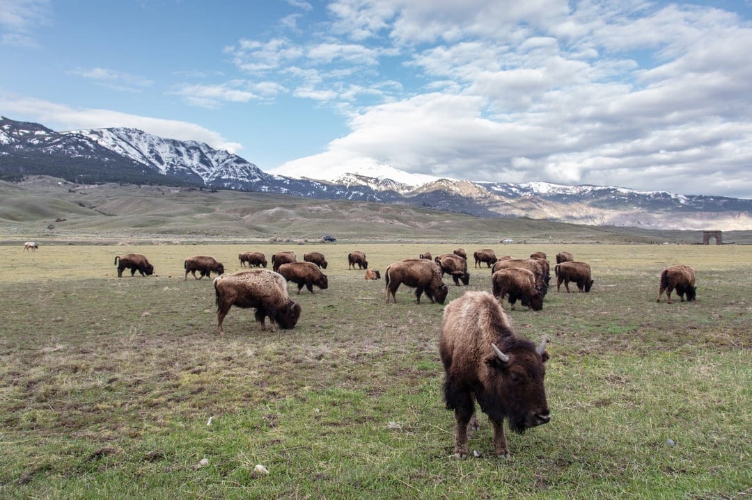 Bison grazing in a green meadow with snow-capped mountains and a cloudy sky in a vertical landscape view.