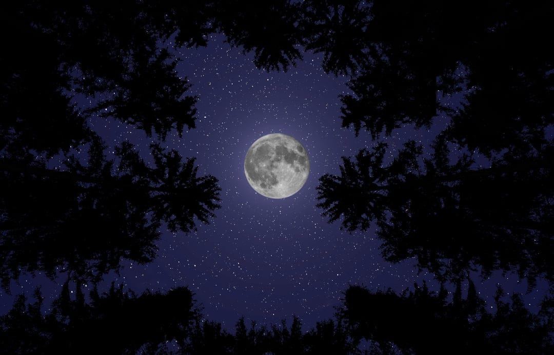 Full moon centered in a starry night sky framed by dark silhouetted pine tree branches at a low angle.