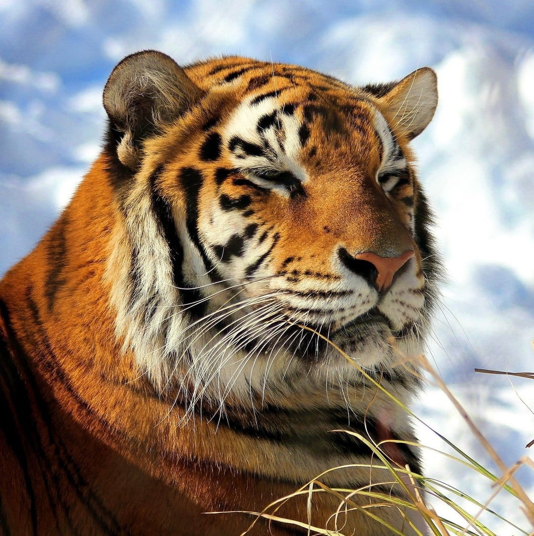 Bengal tiger face with orange fur and black stripes stares forward against a blurred snowy winter landscape.