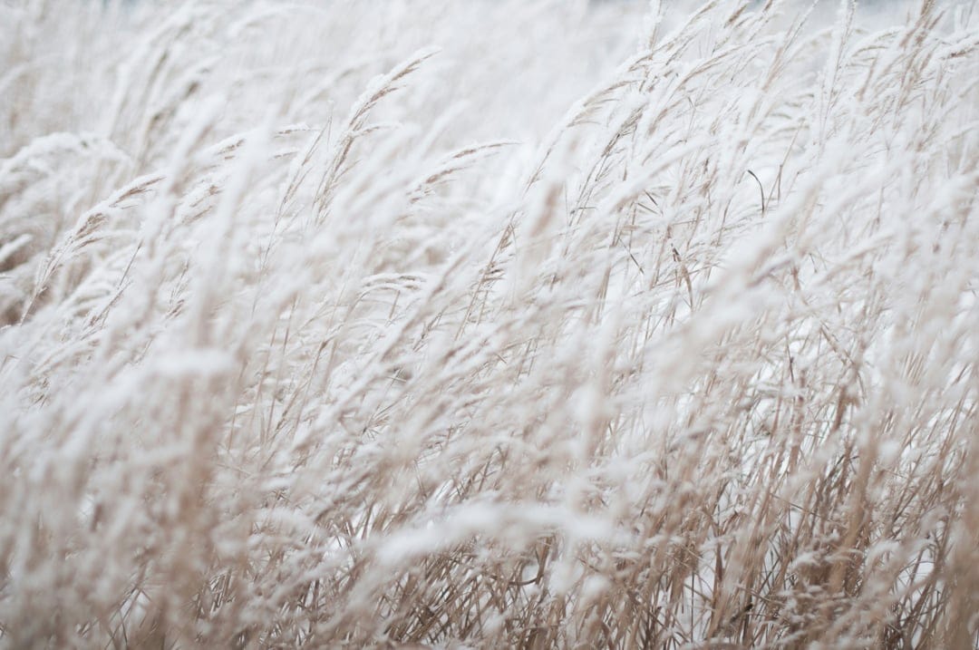 Tall dry grass stalks sway in a soft focus winter field with a muted palette of gray, beige, and white tones.