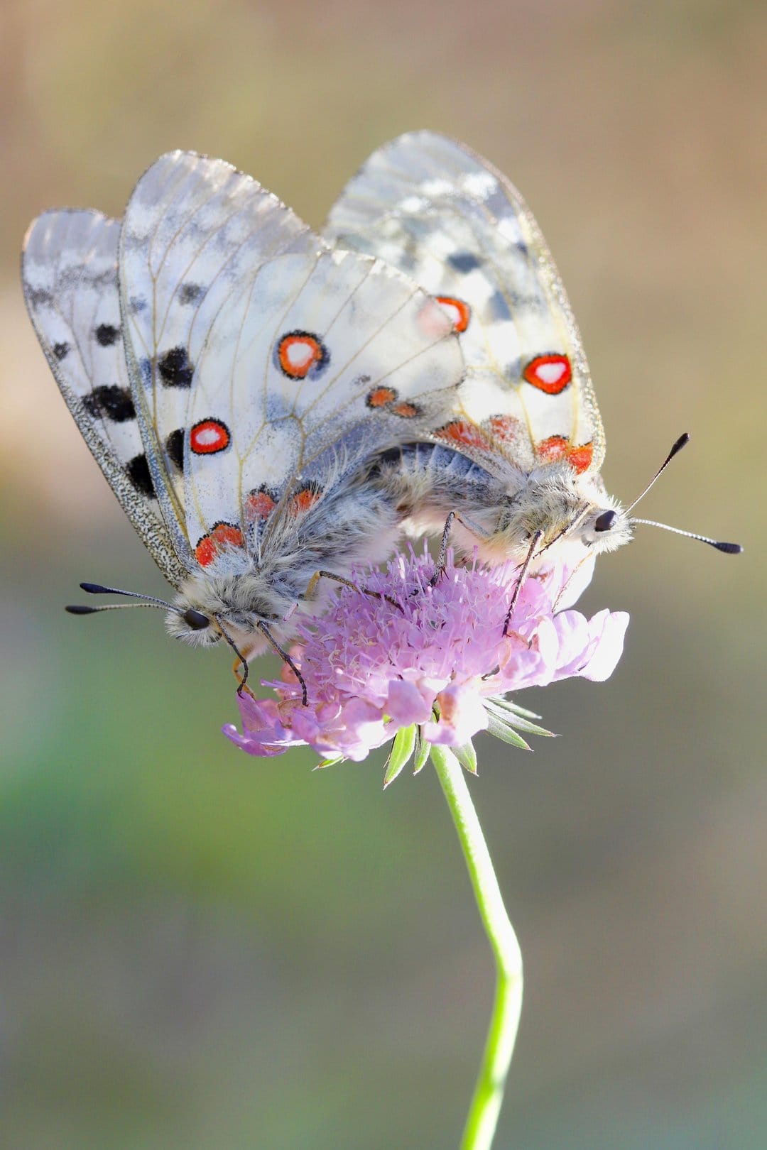 Two Apollo butterflies with white wings and red spots mate on pink flower petals against a blurred green background.