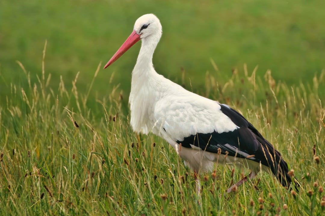 White stork with a red beak stands in tall green grass, showing its white plumage and black wingtips in a meadow.