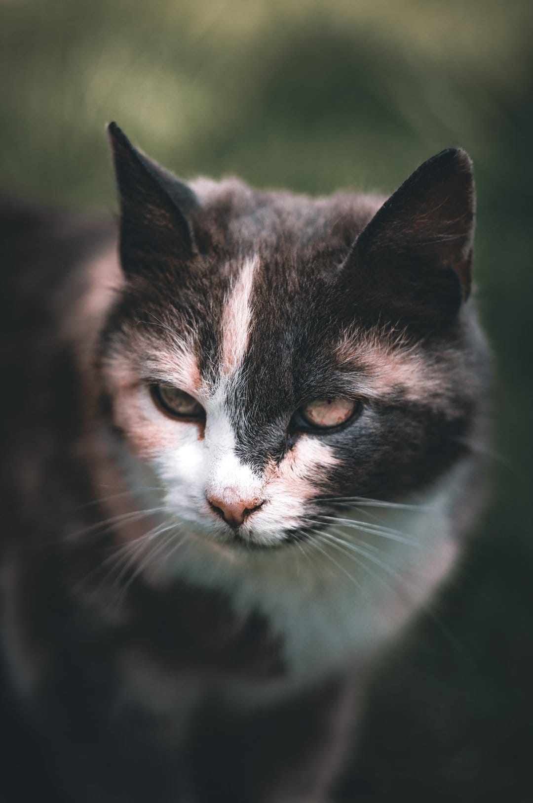 Tortoiseshell cat with amber eyes and multicolored fur sitting in front of blurry green garden leaves.