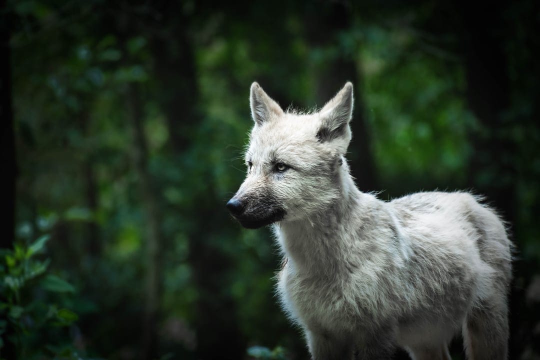 Young arctic wolf with azure eyes stands among dark green trees and foliage in a soft atmospheric light.