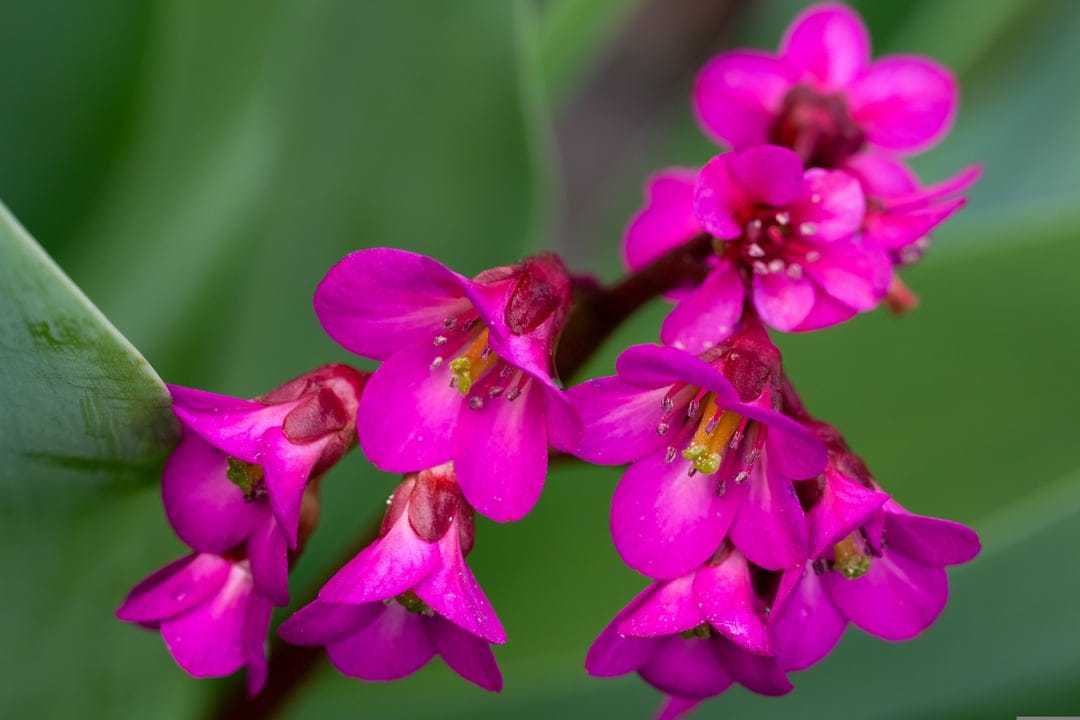 Pink Bergenia flower petals with yellow stamen in sharp focus against a blurred green leafy background.