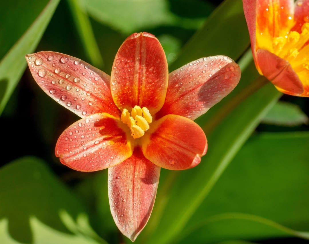 Orange tulip petals with crystal clear dewdrops and yellow stamen against a blurred green garden background.