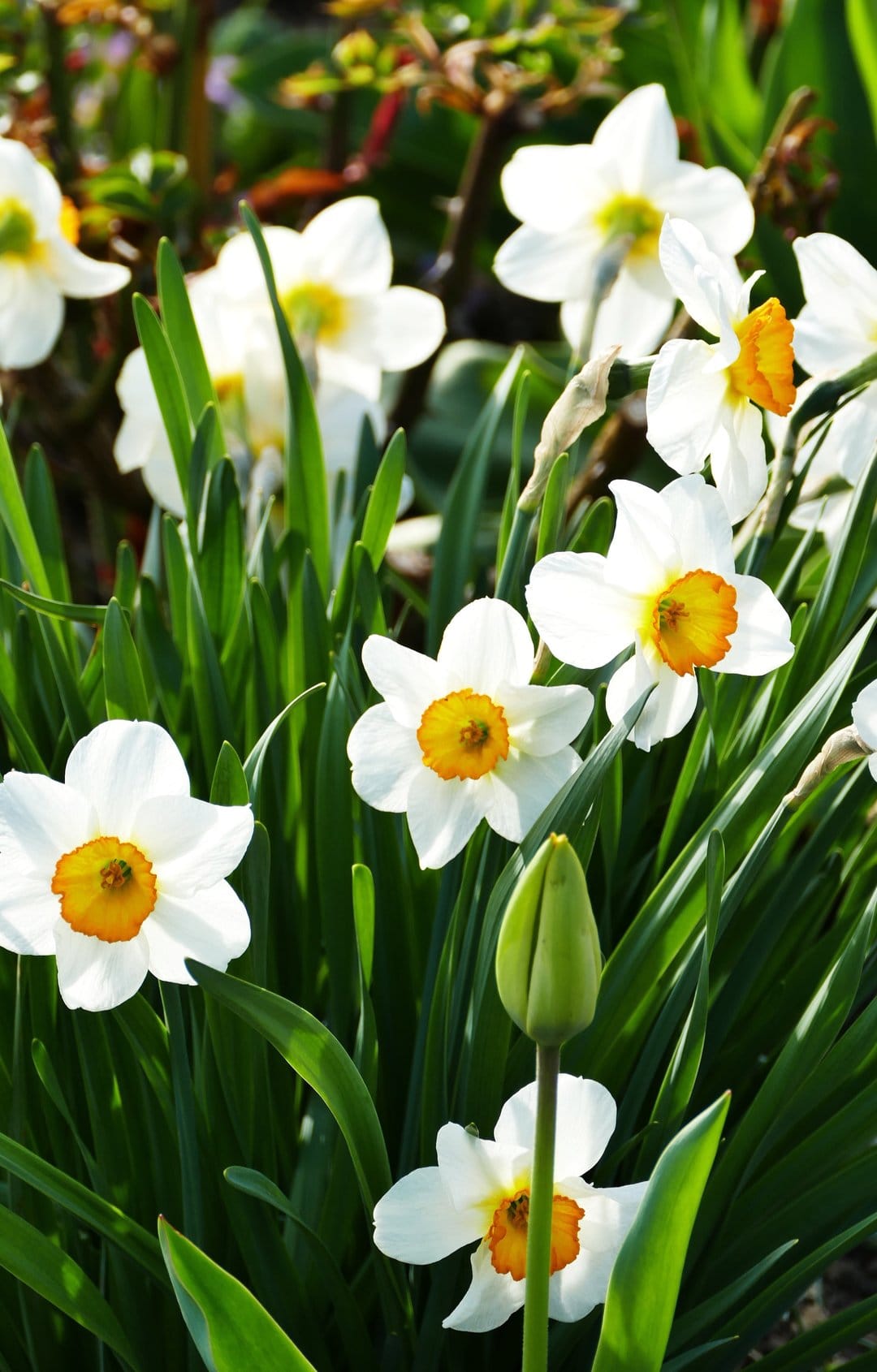 White narcissus flowers with orange centers and green buds grow among lush leaves in a vertical garden view.