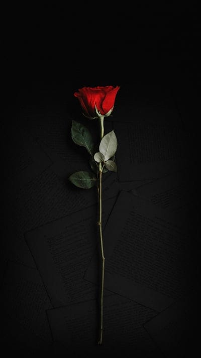 rose,flower,red,pages,minimalism