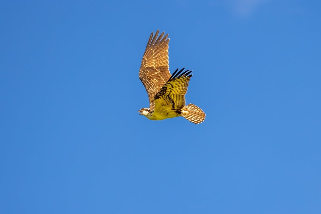 Osprey raptor with spread wings and detailed feathers flying through a clear blue sky in vertical view.