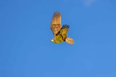 bird,free background,cool backgrounds,osprey,ornithology,HD wallpaper,desktop backgrounds,wallpaper 4k,species,Windows wallpaper,nature,fauna,beautiful wallpaper,free wallpaper,avian,animal,laptop wallpaper,wildlife,Mac wallpaper,beak