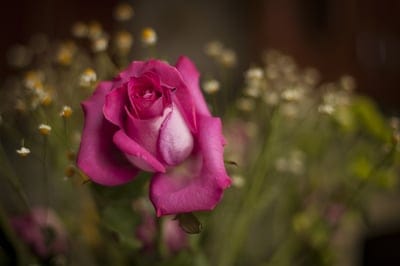 Pink rose bloom with unfurling petals in macro detail against a blurred garden backdrop of white flowers.