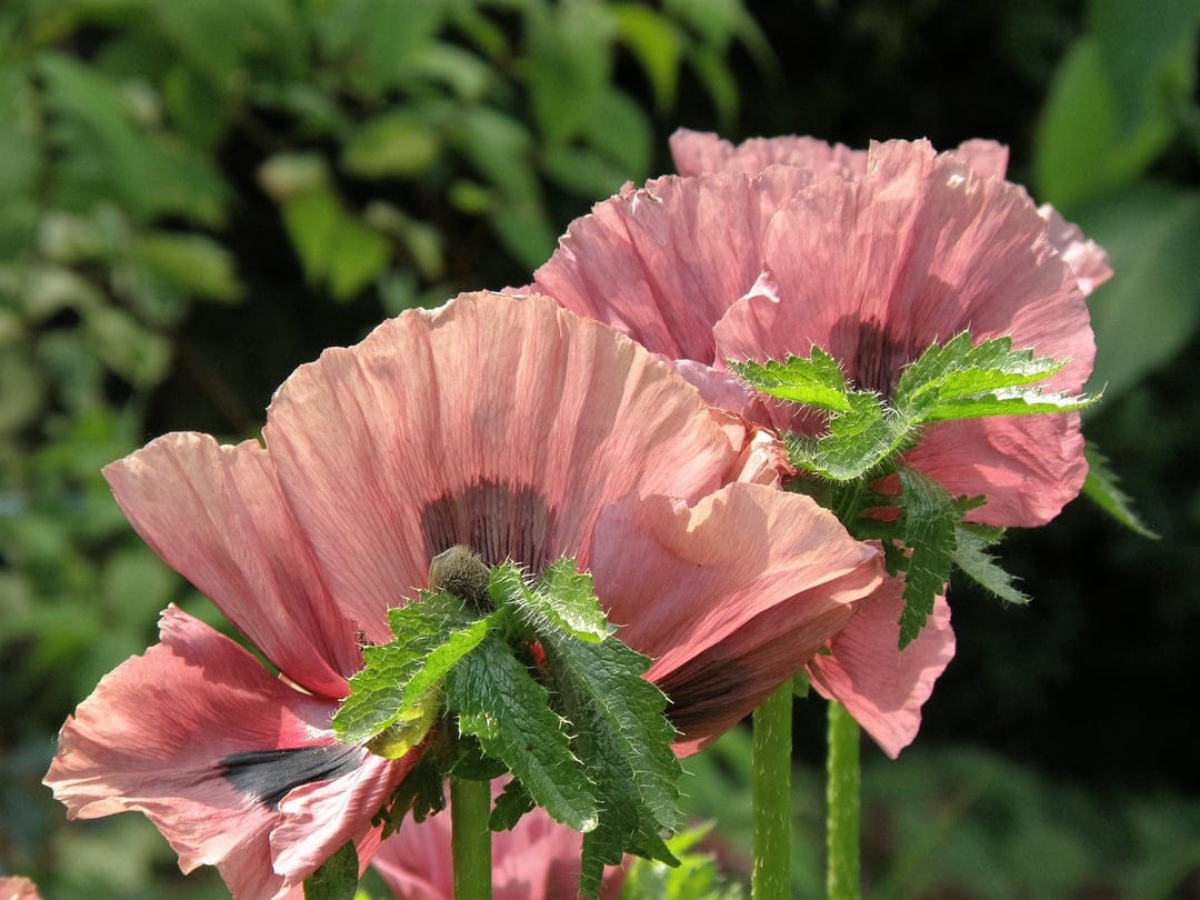 Pink poppy flowers with papery petals and fuzzy stems in a blurred green garden for a phone screen layout.