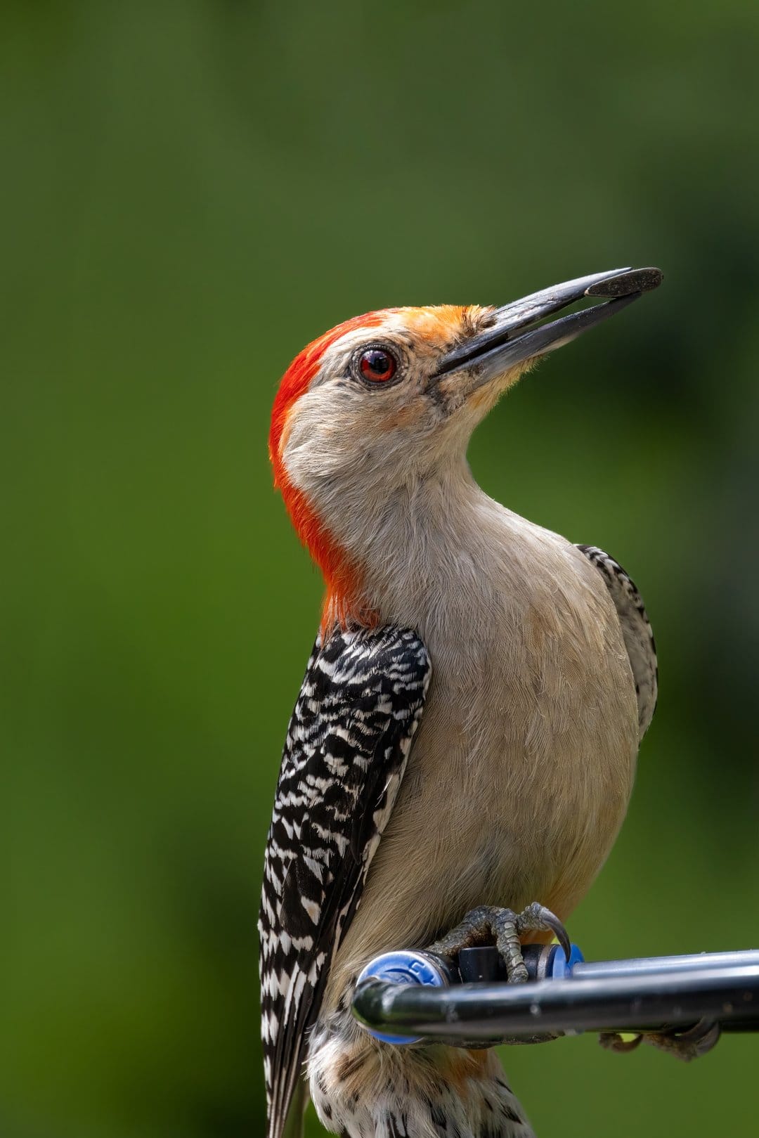 Red-bellied woodpecker with a crimson crown perches on a metal bar against a soft-focus green forest background.