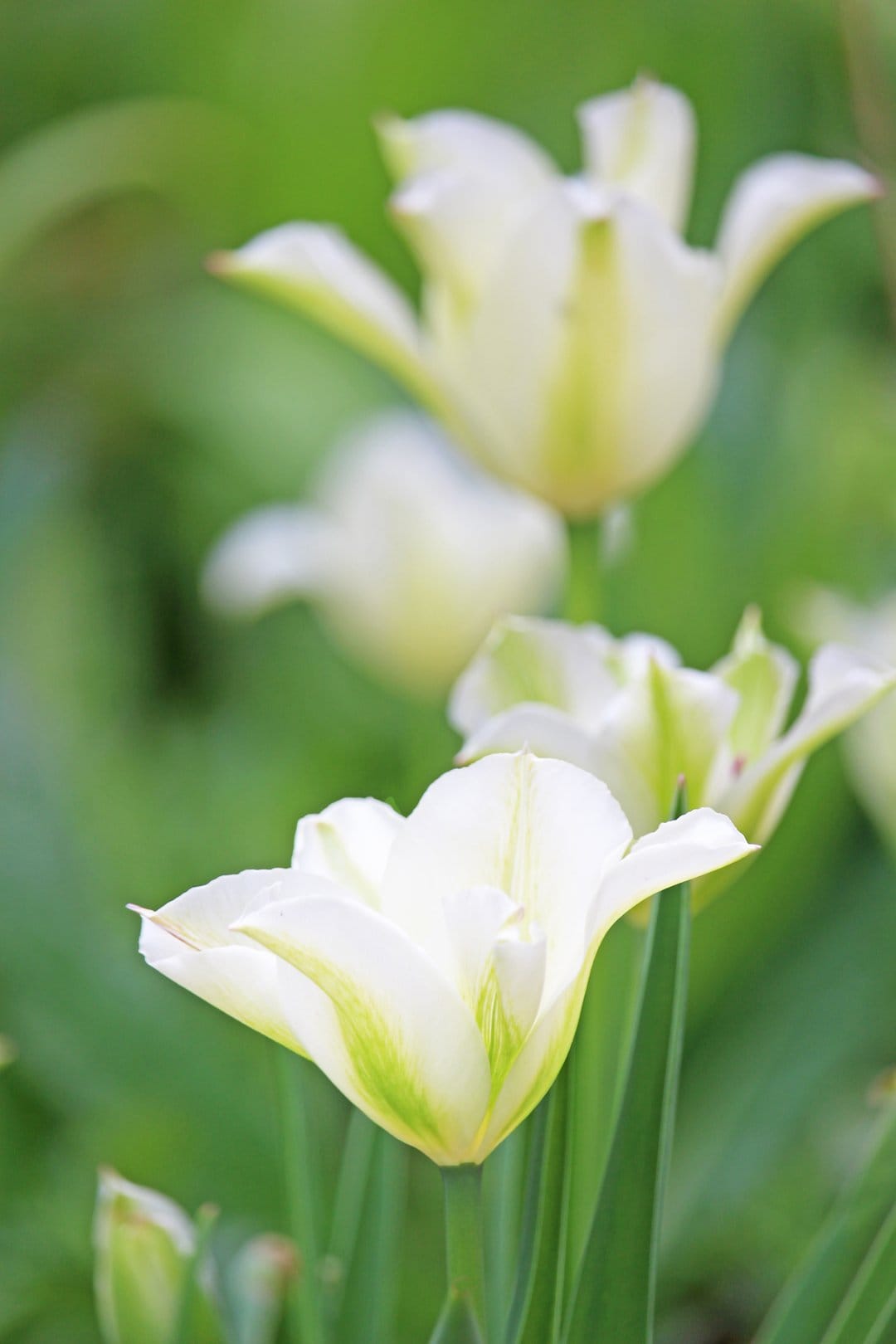 White tulips with green veins bloom in a blurred garden with soft sunlight highlighting the delicate petals.