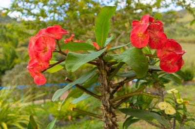 Crown of Thorns, Euphorbia milii, red flowers, flowering plant, succulent, thorny plant, botany, horticulture, garden, outdoor, nature, flora, tropical plant, desert plant, spring bloom, summer bloom, vibrant colors, close-up, plant photography, green leaves, natural light, botanical, plant detail