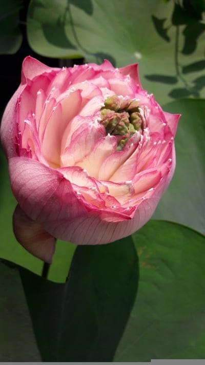Pink lotus bud with cream-tipped petals stands upright against a backdrop of sunlit green aquatic leaves.