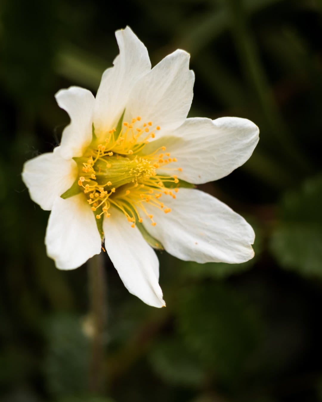 White flower petals surround a textured yellow center against a dark green blurred background in a macro shot.