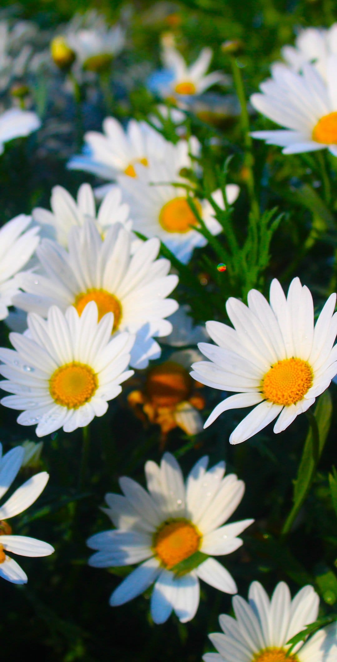 White daisies with yellow centers and water droplets on petals in a sun-drenched green meadow during summer.