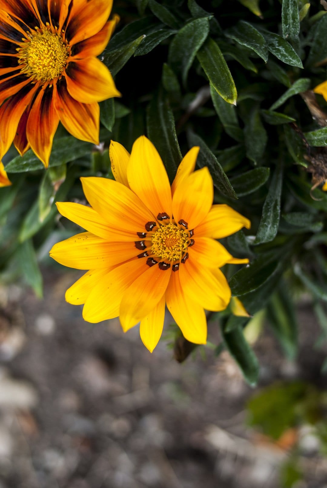 Yellow Gazania flower with orange accents and a dark center sits among green leaves in a macro botanical view.