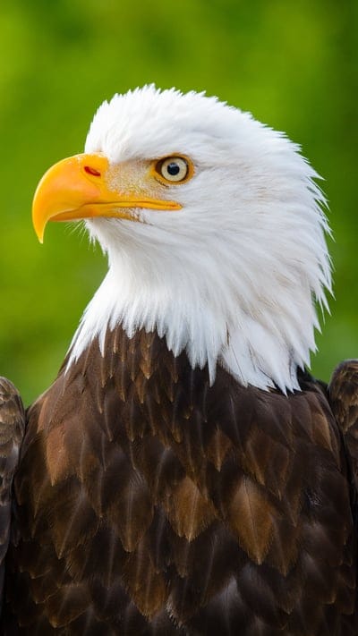 eagle, bird, predator, view, beak, profile
