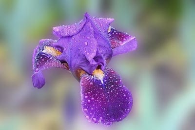 Purple iris petals featuring glistening water droplets and fine textures against a soft blurred background.