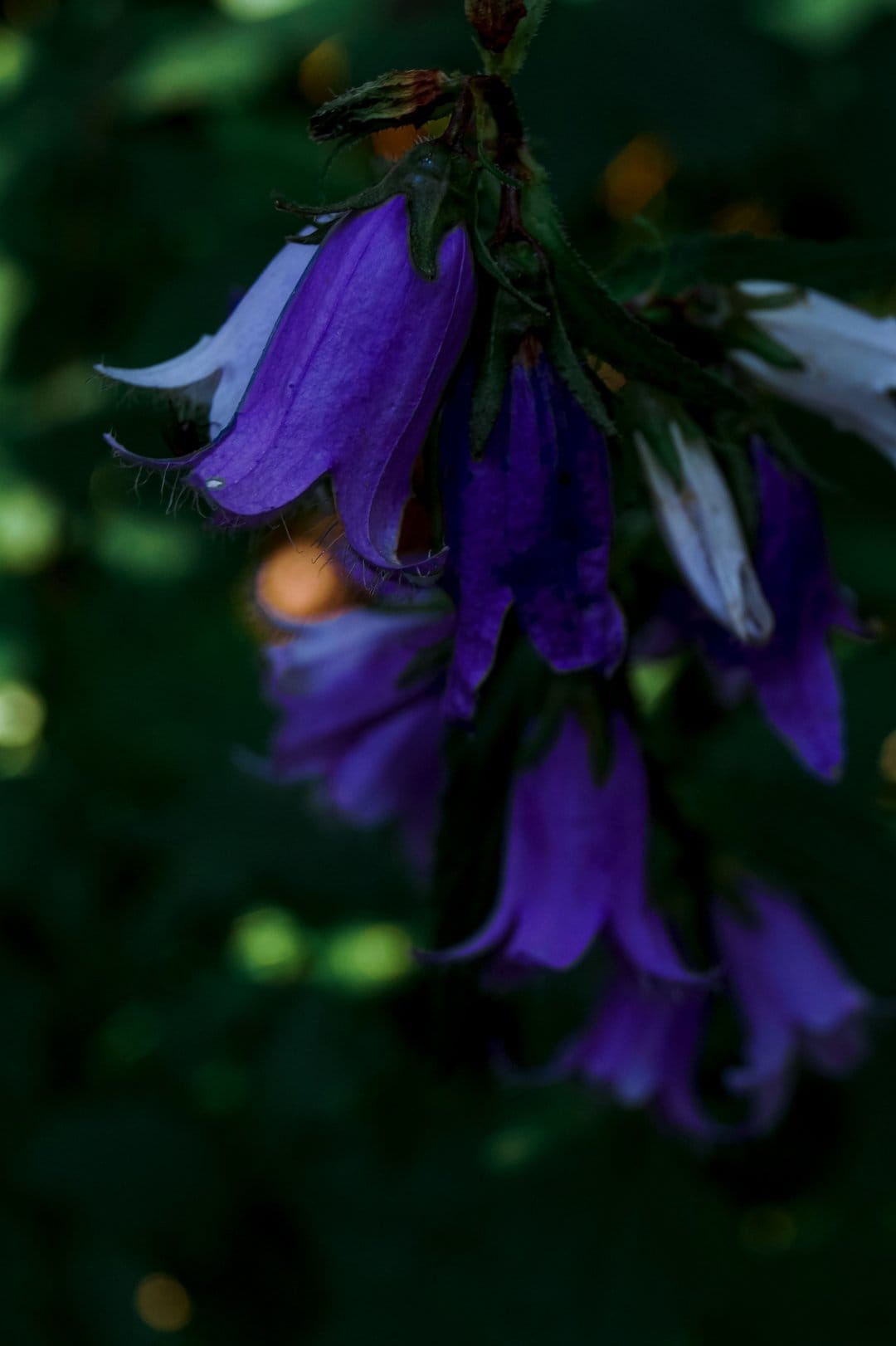 Purple bellflowers with white-tipped petals hang from a thin stem against a dark green bokeh background.