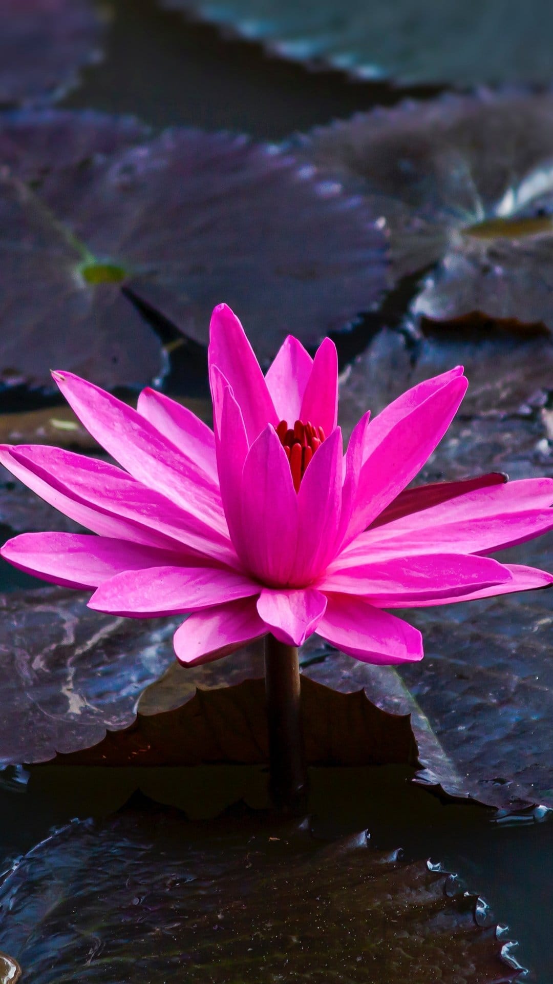 Fuchsia water lily with layered petals stands in dark reflective pond water beside muted green lily pads.