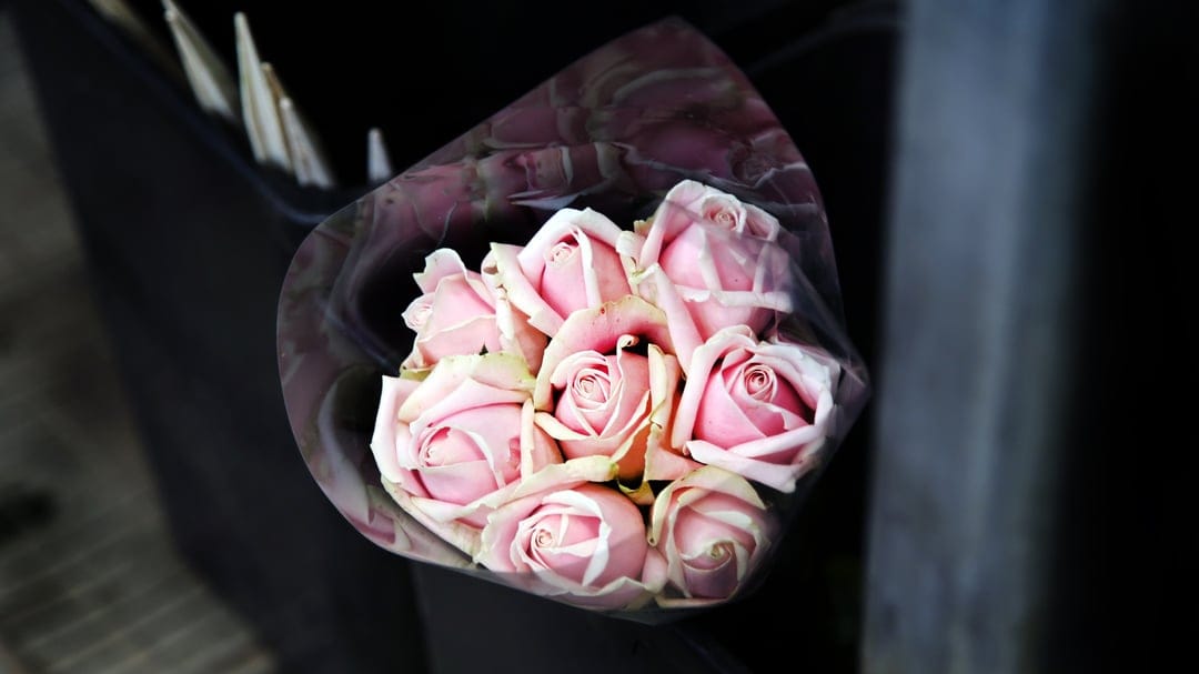 Pink rose bouquet wrapped in clear plastic against a dark blurred background in a vertical close-up shot.