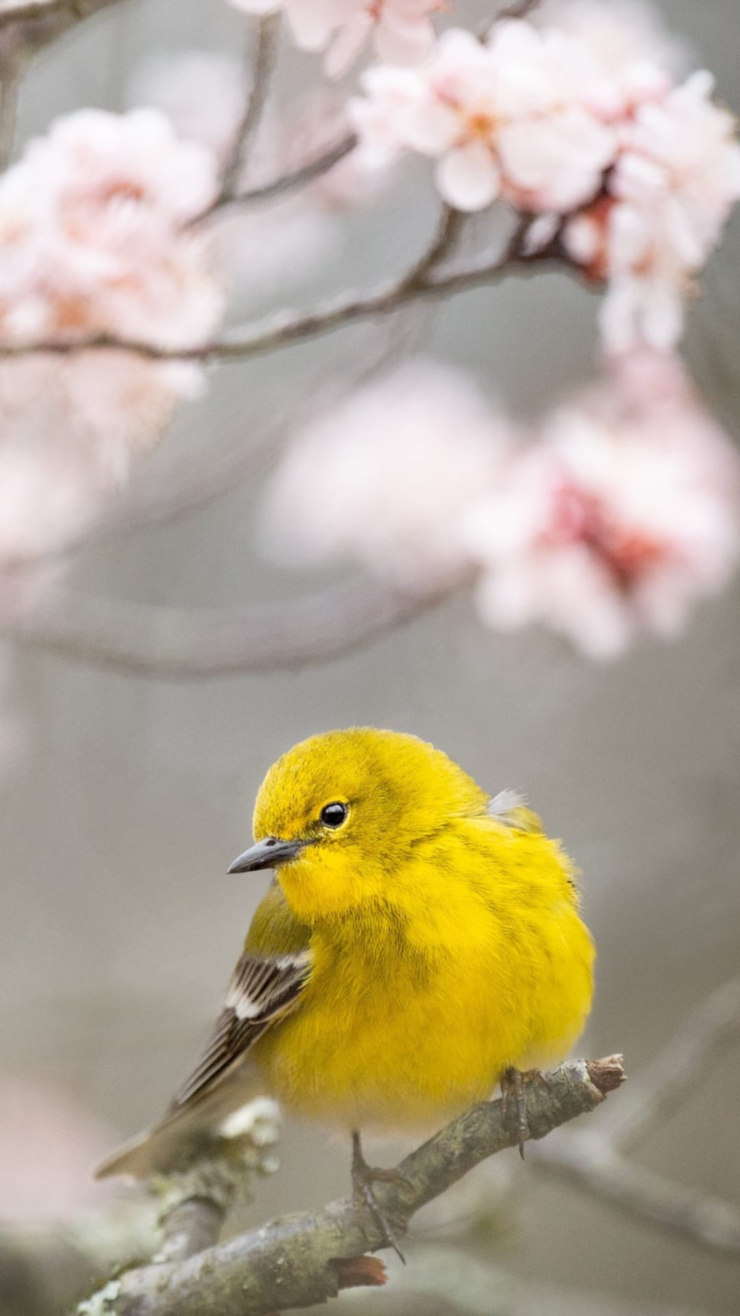 Yellow bird with bright plumage perches on a mossy branch surrounded by blurred pink blossoms in soft daylight.