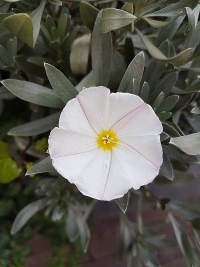 White bindweed blossom featuring pink veins and a yellow center surrounded by muted silvery foliage.