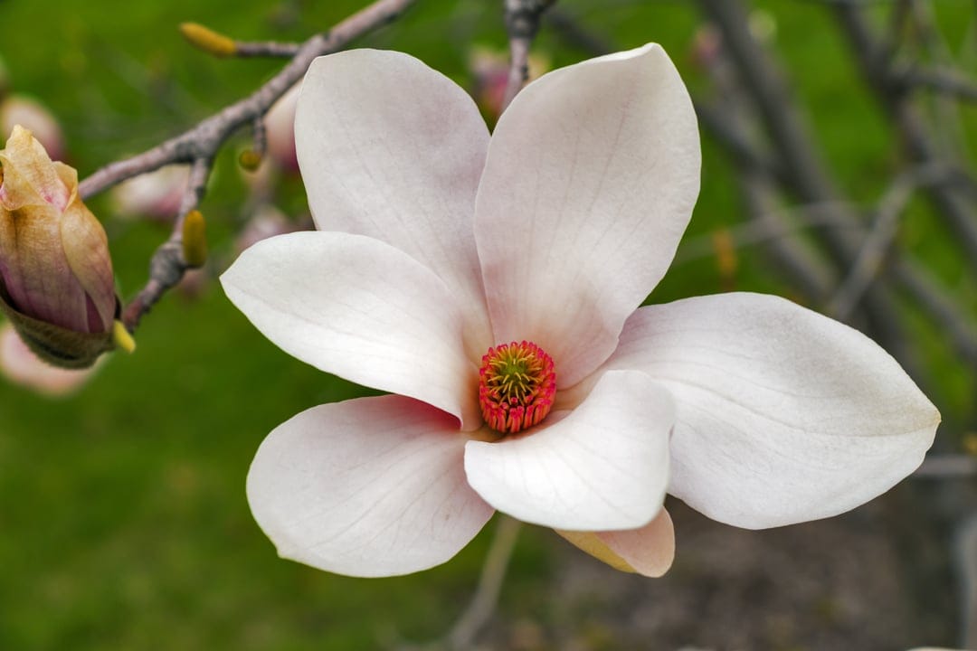 White magnolia flower with pink-tinged petals and red stamens centered against a blurred green leafy backdrop.