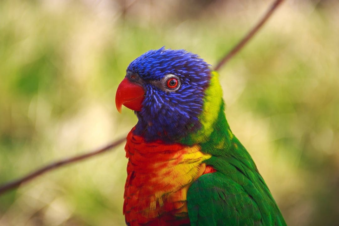 Rainbow Lorikeet with a blue head and orange beak perched against a blurred green tropical forest background.