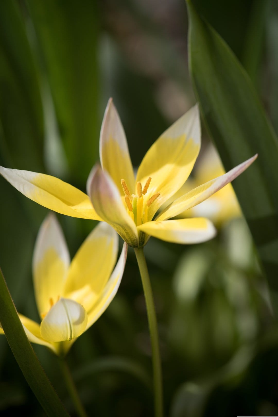 Yellow star tulips with white tips and orange stamens glow against a blurred green foliage background in sunlight.