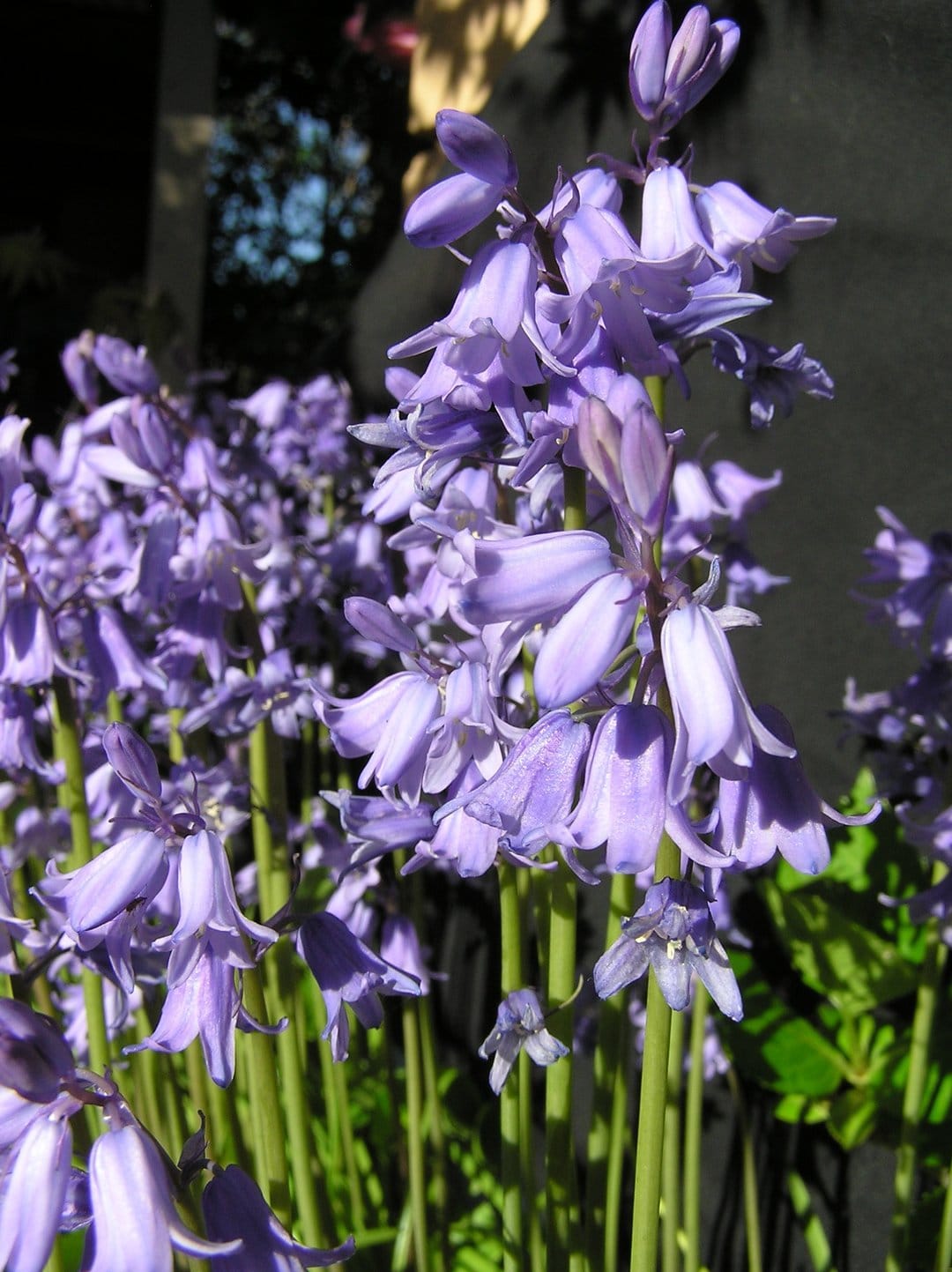Purple bluebell flowers with bell-shaped petals hang from green stems in a sunlit outdoor garden setting.