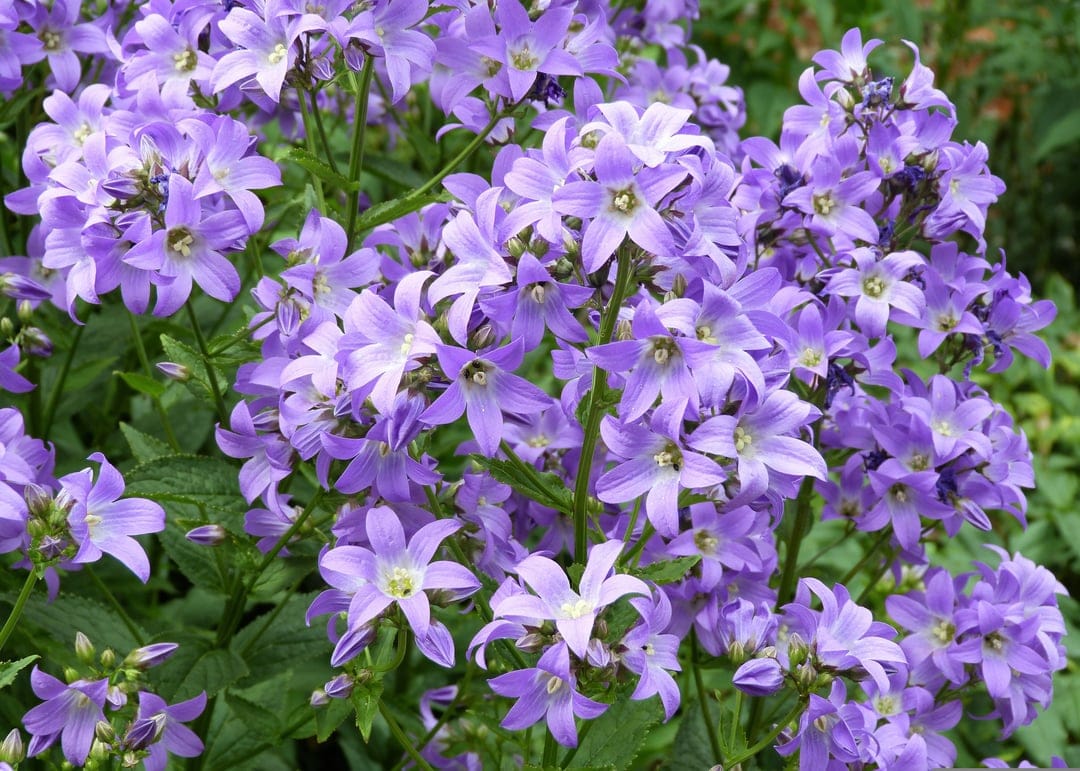 Purple star-shaped bellflowers with white centers bloom densely against a backdrop of soft green garden leaves.