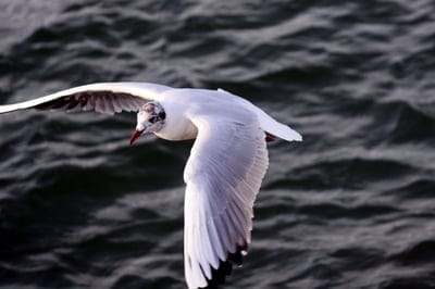 gull,free background,cool backgrounds,4k wallpaper,full hd wallpaper,mac wallpaper,wallpaper 4k,beautiful wallpaper,wallpaper hd,windows wallpaper,hd wallpaper,laptop wallpaper,desktop backgrounds,wings,bird,sea,flying,nature,4k wallpaper,free wallpaper