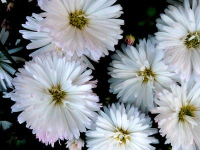 White pointed flower petals radiate from yellow centers against a dark, shadowy background in sharp macro detail.