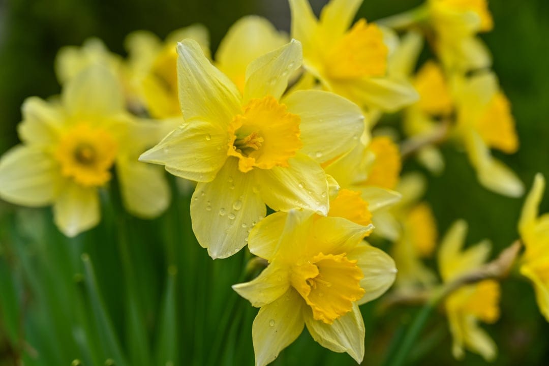 Yellow daffodils with glistening water droplets on petals against a soft-focus green botanical background.