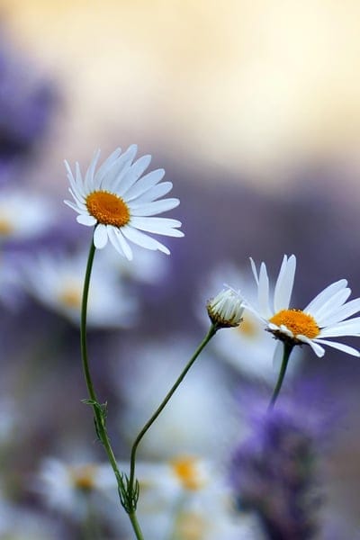 daisies,flower,petals,beautiful flowers,garden,flower wallpaper,nature,flower background,blossom,bloom,plant,flower meadow,flora