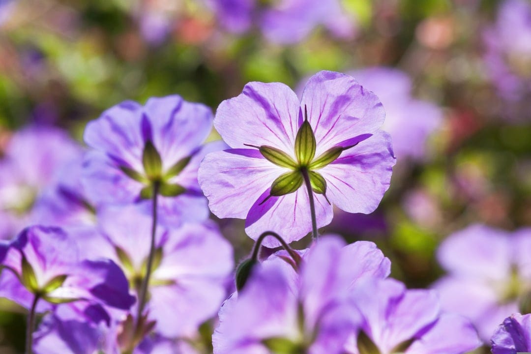 Purple geranium flowers with translucent sunlit petals show intricate veins against a blurred green garden background.