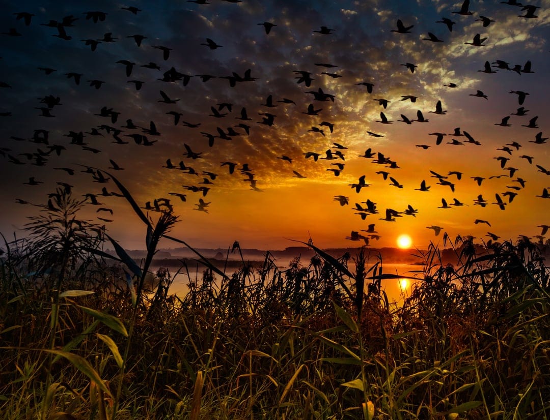 Silhouetted birds fly across a vibrant orange sunset sky above dark, textured marsh reeds and grasses.