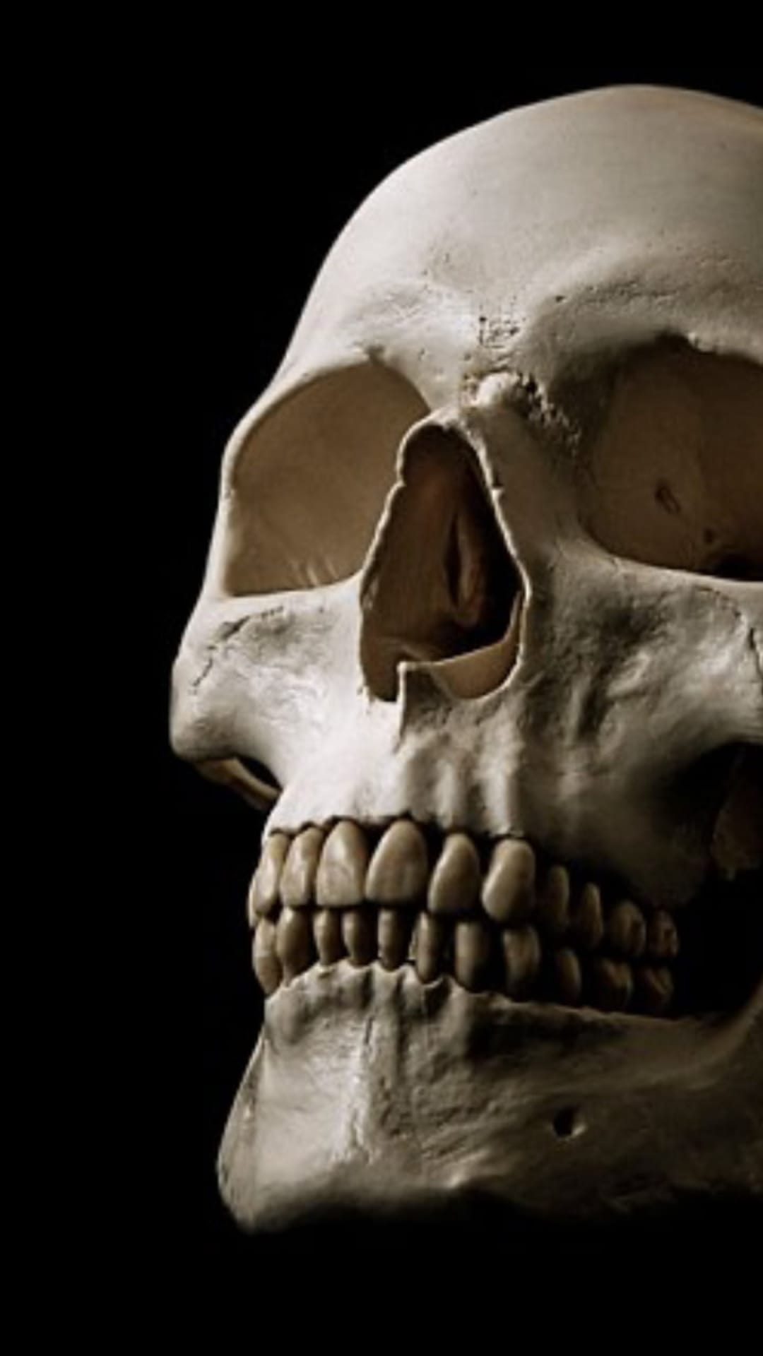 Human skull in side profile showing weathered bone texture, eye sockets, and teeth against a solid black background.