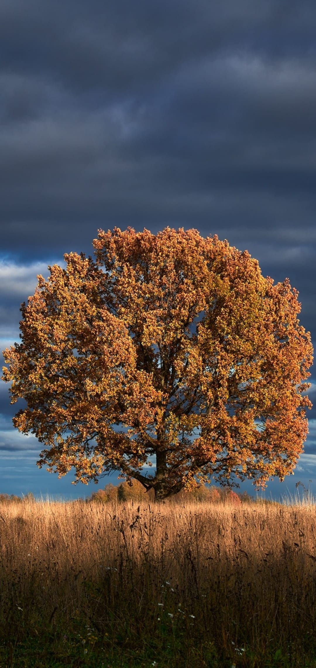 Oak tree with vibrant orange autumn leaves stands in a golden field beneath dark, heavy storm clouds.