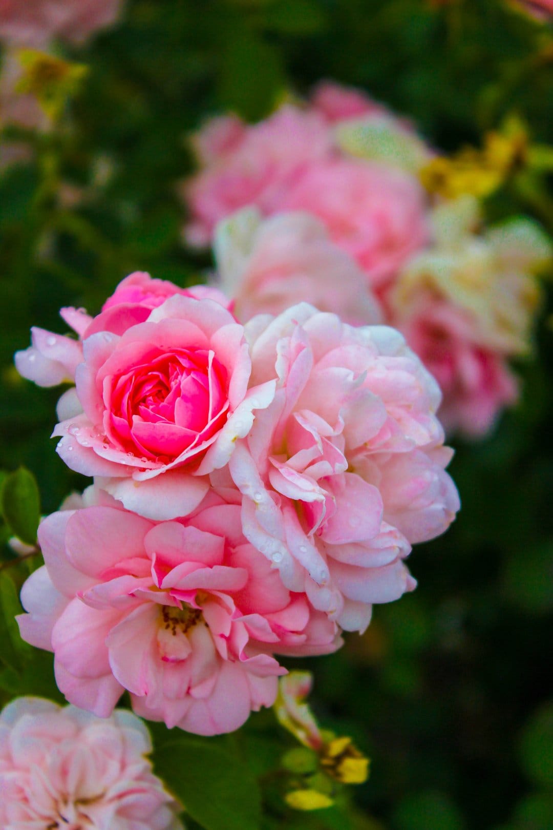 Pink rose petals with glistening dew drops in a macro view against a soft-focus green foliage background.