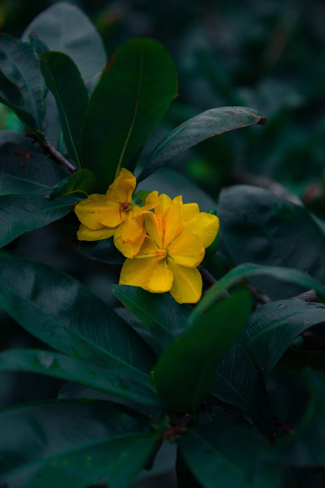 Two yellow flowers bloom amidst dark green serrated leaves in a high-contrast close-up botanical scene.